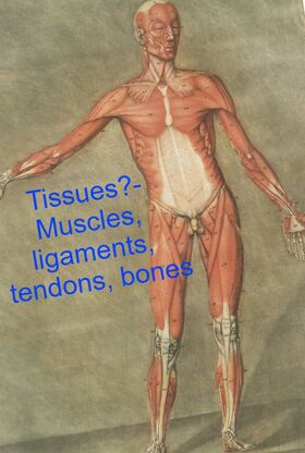drawn image of male human body without skin showing muscles, tendons, ligaments and bones